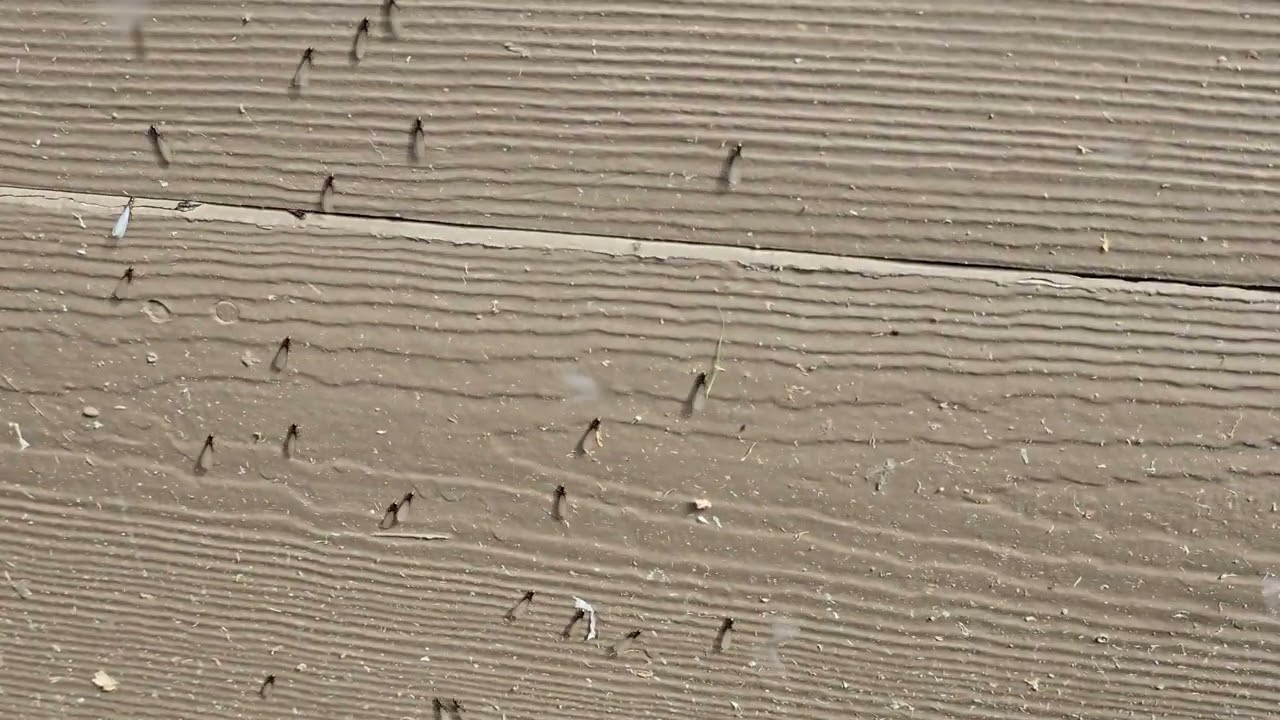 Termite Swarm - Caught Red Handed