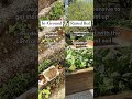 Personally I will always picked raised beds but there’s pros and cons to both! #raisedbeds #gardem