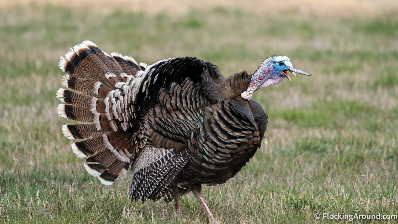 Flocking Thoughts: Wild Turkey