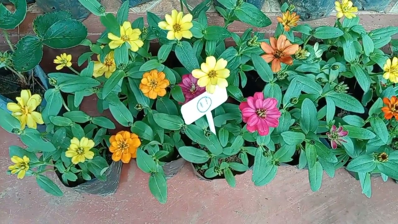 අලුත්ම වර්ග 15වෙනි sale එක බලන්න💐❤️