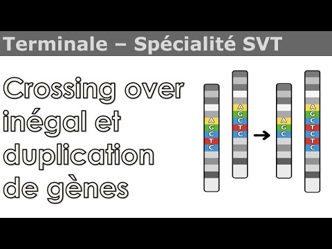 Vidéo: Qu'est-ce que la duplication de gènes en biologie?