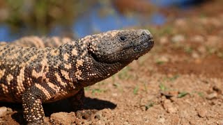 The Gila Monster Vs Rattlesnake Americas Desert Survivors Whos Built Stronger?