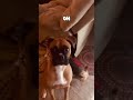 Not ignored #dog #snuggly #doggie #funny #doggielife #adorably #adoreble #puppy #unique #perfect