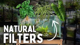 These House Plants Filter Your Aquarium!