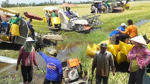 nhiều máy cắt 70 độ cắt lúa ô em công 10 bao giá lúa bán được 5700₫K tập # maibangtv 