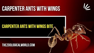 Carpenter ants with wings, Carpenter ants with wings bite, Carpenter ants with wings in my house,