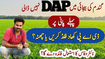 How to use phosphatic fertilizers (DAP or Nitrophos) at first irrigation in wheat crop