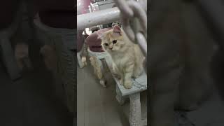 Https:youtube.com/Shorts/Clu5Iil0Rbg?Si=Lpfnewmszed0Cy97