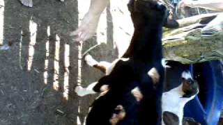 Negão Chupa Mão...