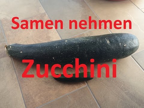 Video: Zucchinisamen Pflanzen