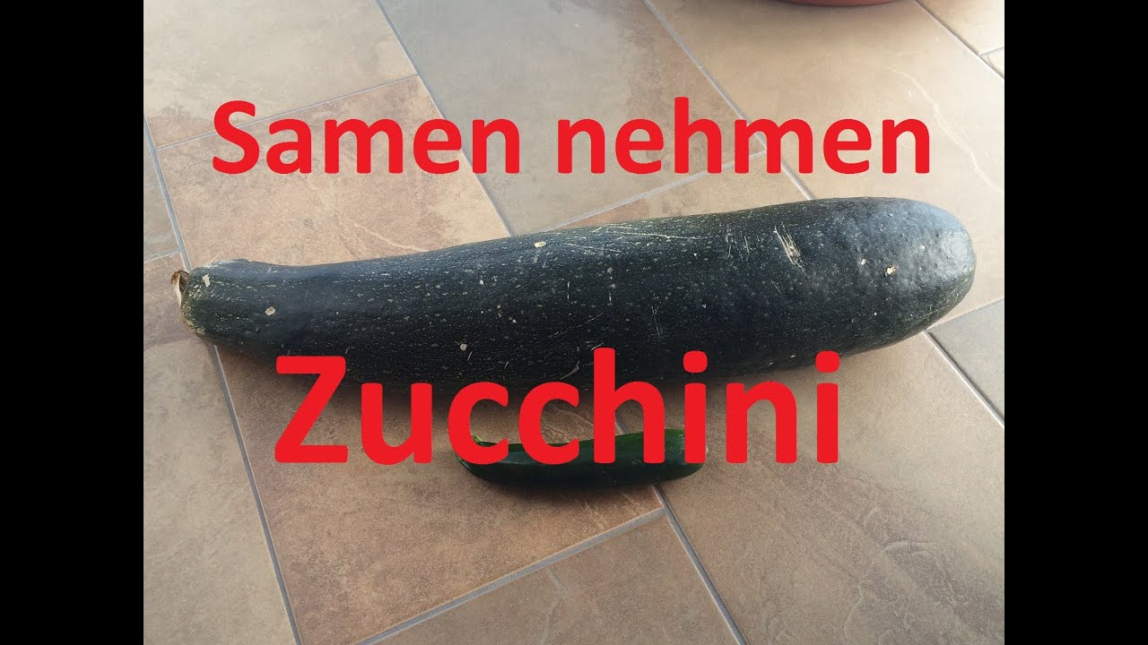 Zucchini Saatgut gewinnen (u.a. Bitterstoffe/Kreuzung vermeiden) | Samen  nehmen #4