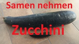 Zucchini Saatgut gewinnen (u.a. Bitterstoffe/Kreuzung vermeiden) | Samen  nehmen #4 - YouTube