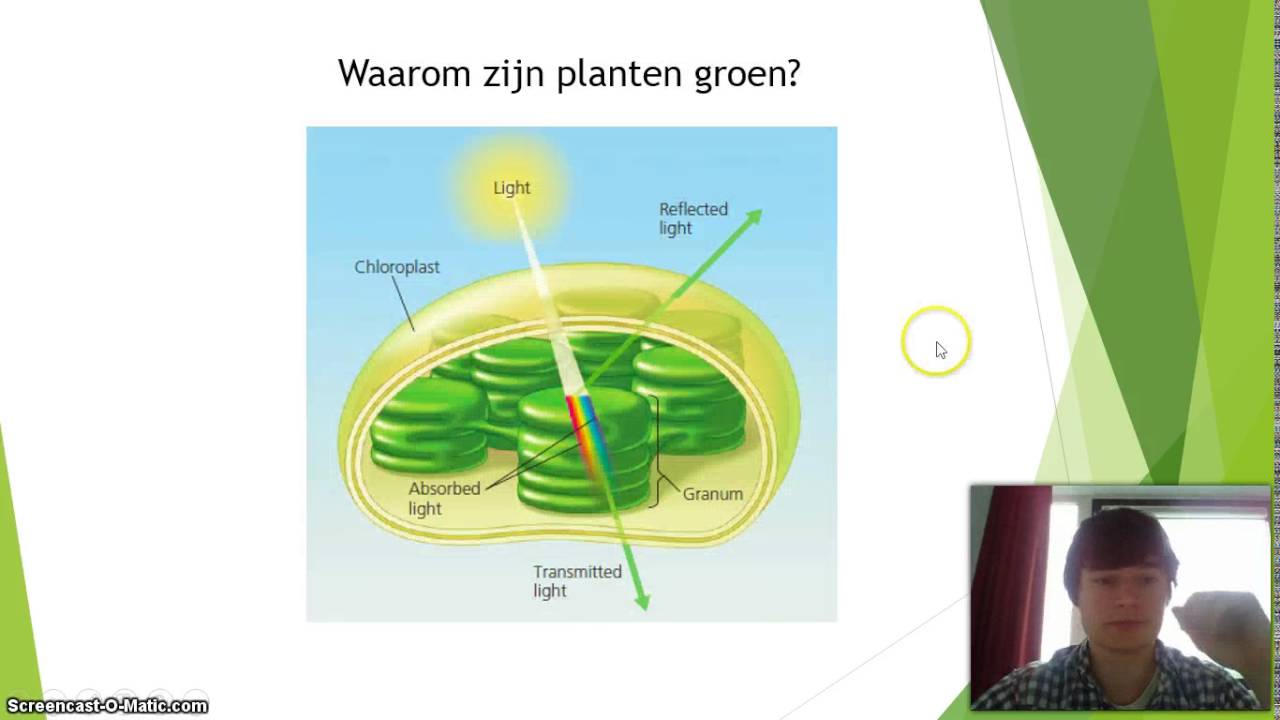 Fotosynthese Stappen