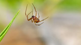 Following A Tiny Red Spider