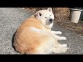 灯油買いに行くだけなのに「一緒に行ぎだい」とギャン泣きする柴犬