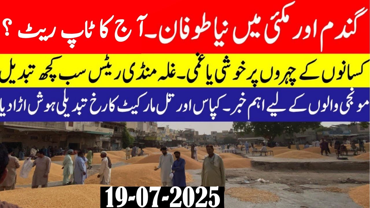 wheat price today in Punjab Pakistan/Munji Sindh Punjab rates/Maize 🌽 ...