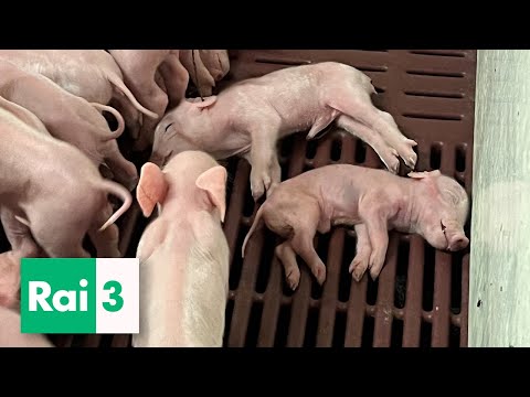 La crudeltà degli allevamenti: le nostre immagini su Rai 3