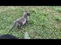 Cute baby fox noises!