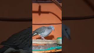 Download Lagu Tekukur,, gagap 4,5mata#Shorts MP3