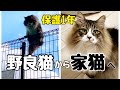 怪我をした野良猫ぽこまる保護1年の記録