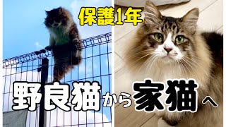 怪我をした野良猫ぽこまる保護1年の記録