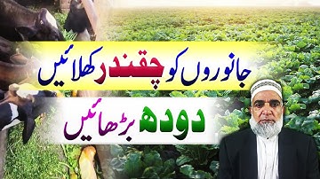 Fodder Beet cultivation for Animals to enhance milk production || Crop Reformer