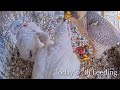#104🦅🐥21°🐥21°🐥17°🥚Amersfoort🇳🇱Falcon Nest 2026/Joris💗1PF/Onze Lieve Vrouwevoren/by OLV Toren