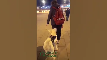 Собака-помощник (service-dog) совершает обход толпы