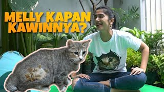 Kucing Kampungku Hamil... Lebaran Tahun Ini Bakal Ada Penghuni Baru
