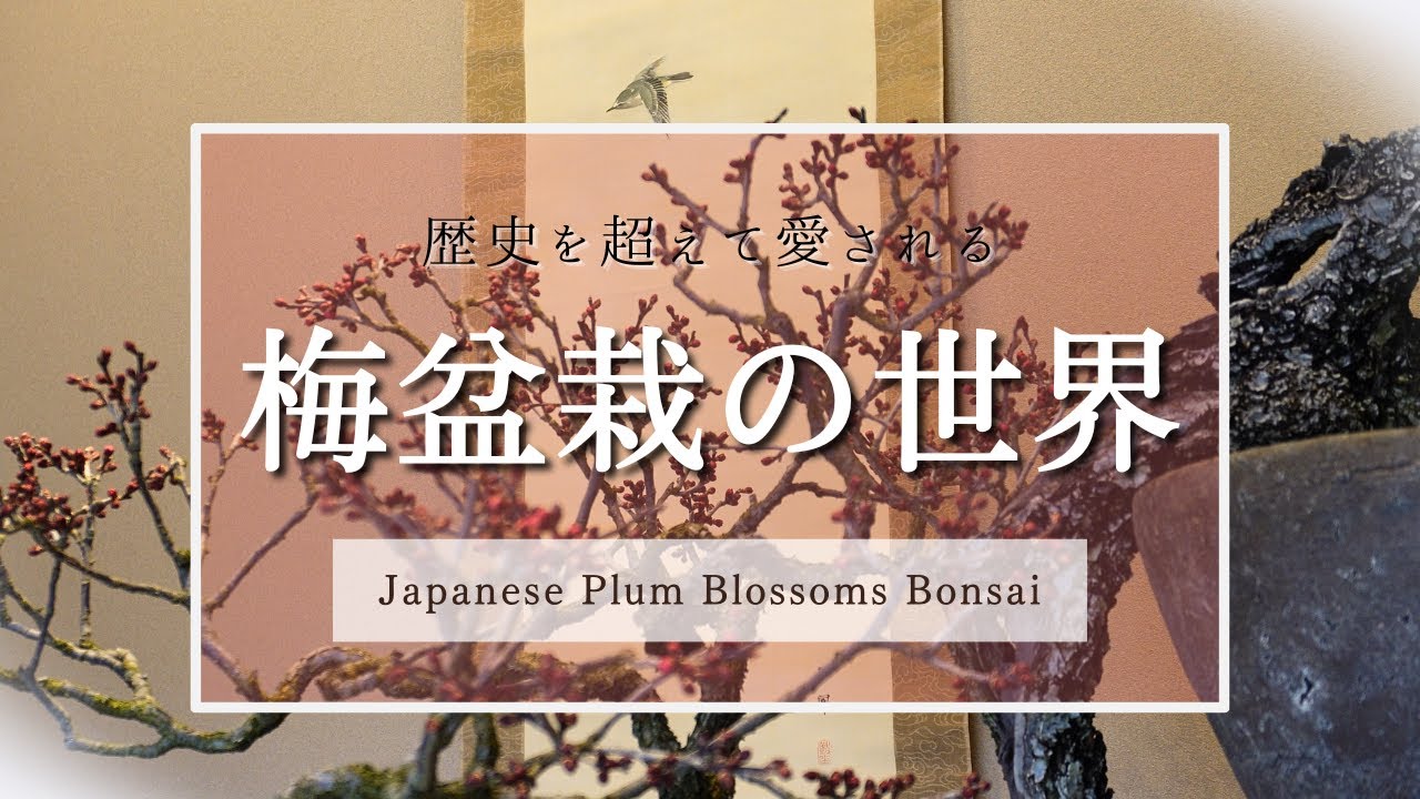 梅盆栽を語る～人間の創造を超えた究極の美しさ～