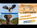8 Необычных животных - Чемпионы в Животном Мире