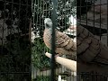 JARANG SEKALI ORANG TAHU=arti burung berkutut tatapan mata tajam‼️ #perkutut
