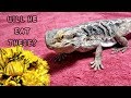 FEEDING Bearded Dragons Dandelion WEEDS? | Lizards Eating Plants