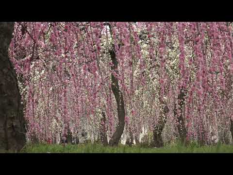 名古屋市農業センター  しだれ梅まつり 2016 【4K】