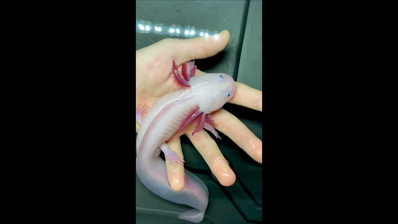 Axolotl Morphs You Should Know