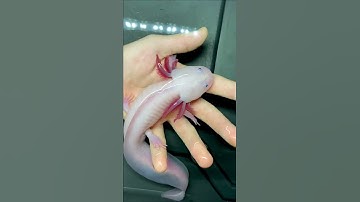Thumbnail of Axolotl Morphs 🦎 You Should Know