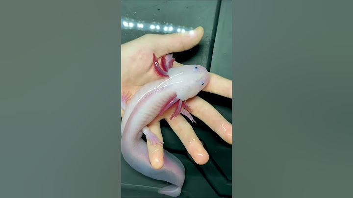 Axolotl Morphs 🦎 You Should Know