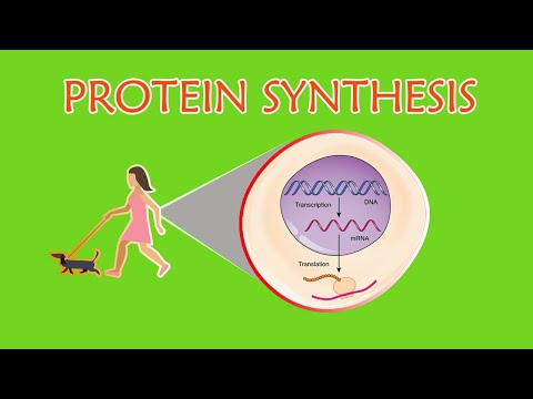 Video: Ano ang mga hakbang ng RNA synthesis?