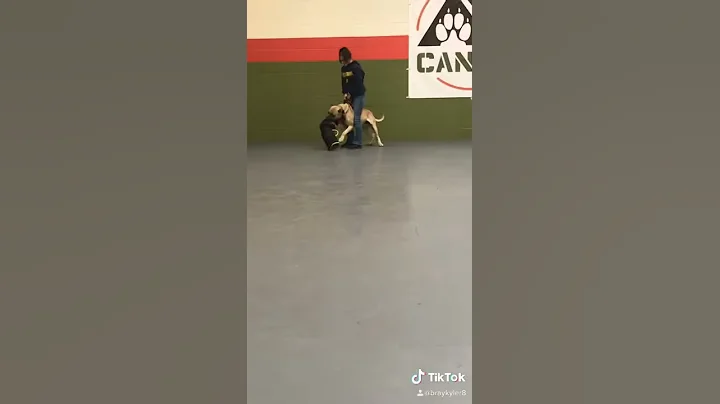 Ty tys training