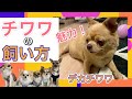 チワワの魅力！飼い方！歴史！ ～ 犬種別飼い方シリーズ×里親募集