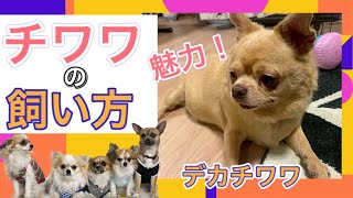 チワワの魅力！飼い方！歴史！ ～ 犬種別飼い方シリーズ×里親募集