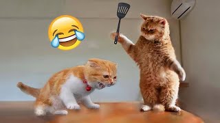 Funniest Animals ? New Funny Cats and Dogs Videos ??