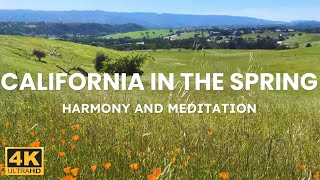 California in the Spring 4K. Harmony and Meditation