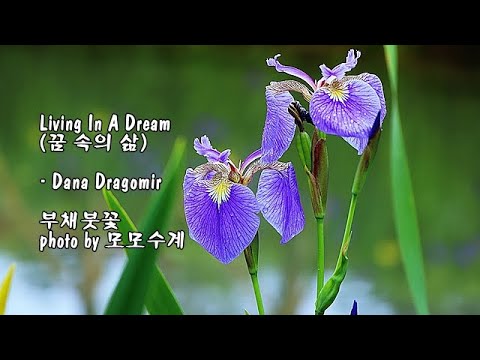 Living In A <strong>Dream</strong> (꿈 속의 삶)/Dana Dragomir &amp;<strong>amp</strong>; photo by 모모수계