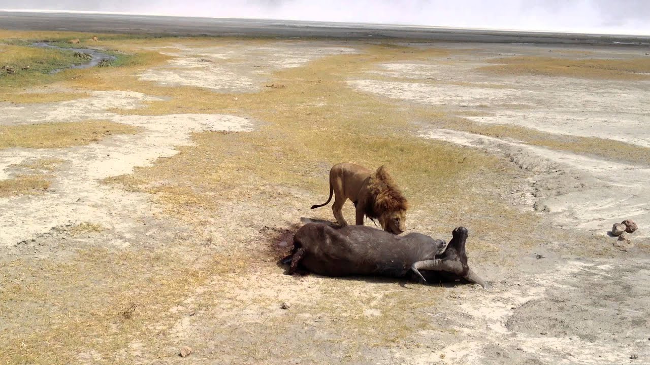 lion eating buffalo just 10 meters in front of the car YouTube
