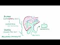 Polycystic kidney disease - causes, symptoms, diagnosis, treatment, pathology