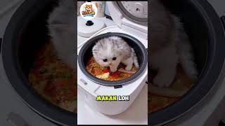Moko kucing imut #kucinglucu #kucingimut #cutecat #cute #videolucu #videoshort
