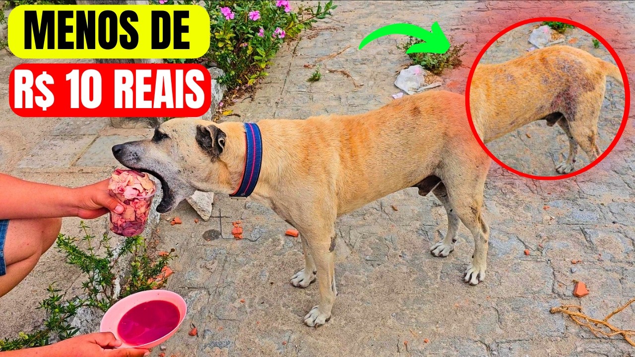 Meu SEGREDO para acabar com FUNGOS, SARNA e COÇEIRA com menos de R$ 10 REAIS (cães e gatos)