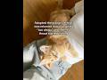 I adopted the cat everyone overlooked… then found out I was severely allergic 😭