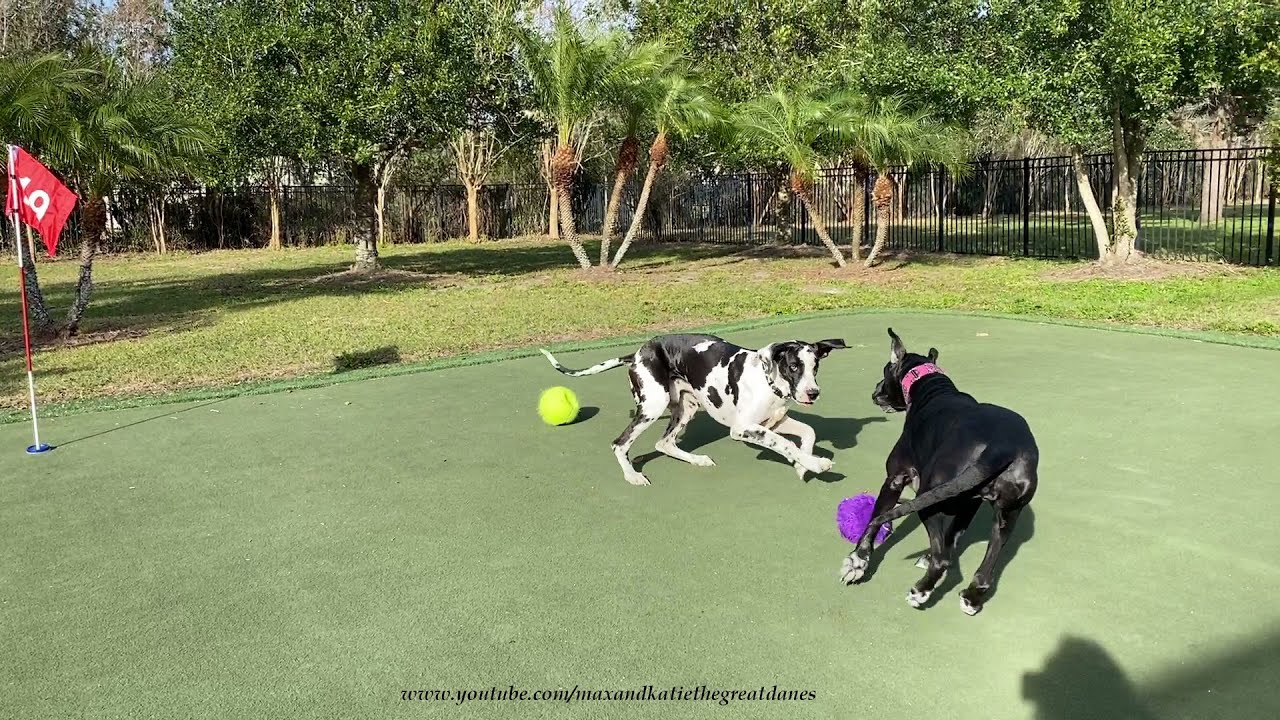 Play by Play Of Playful Great Danes' Fancy Footwork Moves